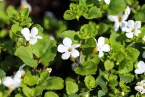 Read more about the article Bacopa monnieri (brahmi) – jakie daje korzyści zdrowotne?